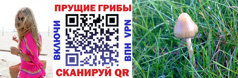 Псилоцибиновые грибы Psilocybine cubensis Устюжна